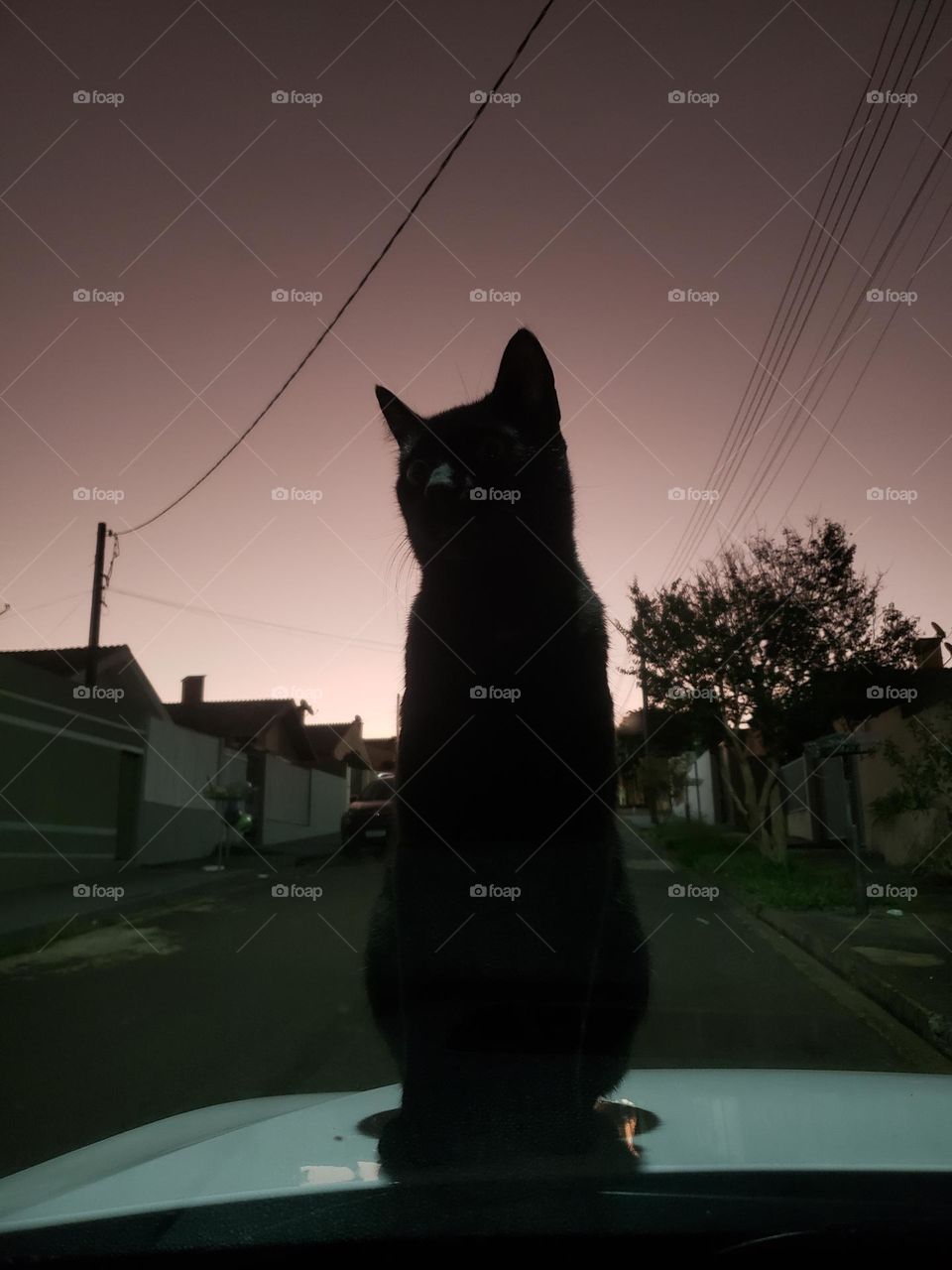 Cat in The Dark