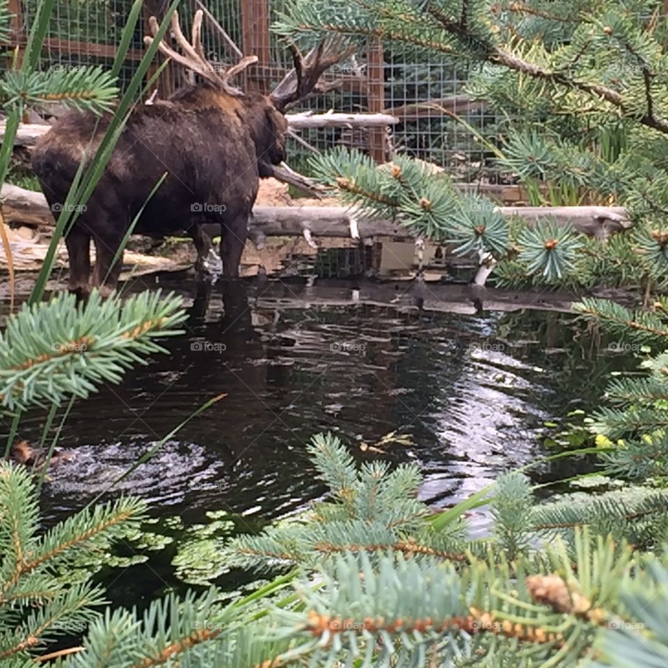 Moose 