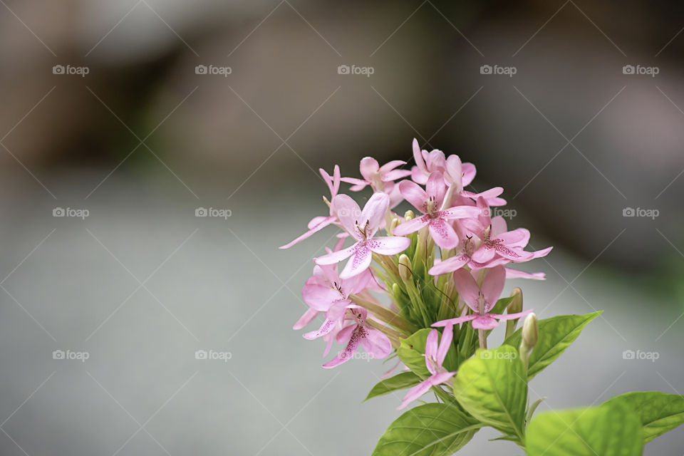 The beauty of pink flowers on the background blurry.