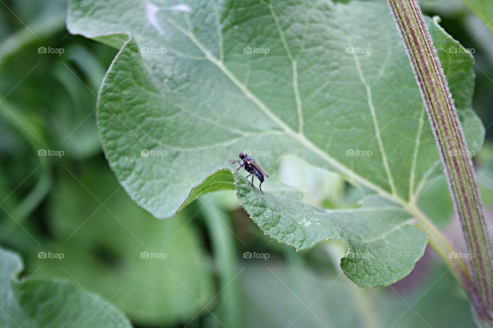 Insect on plants