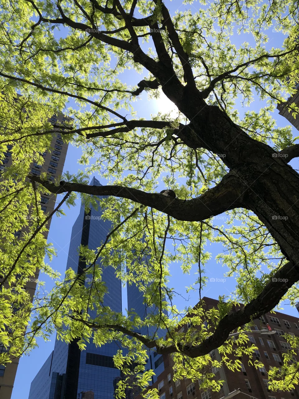 Tree