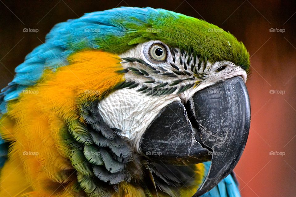 Close-up of Macaw
