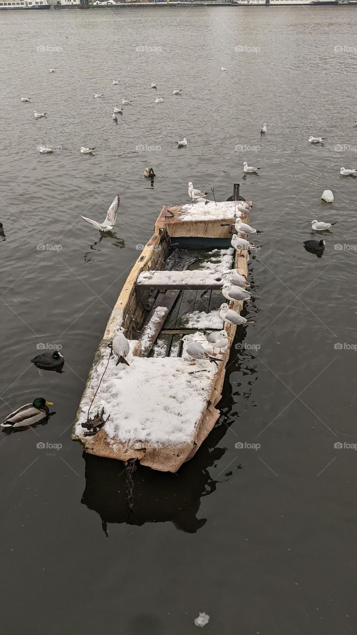 A lonely boat covered with snow on the surface of the Vltava River gives shelter to birds.