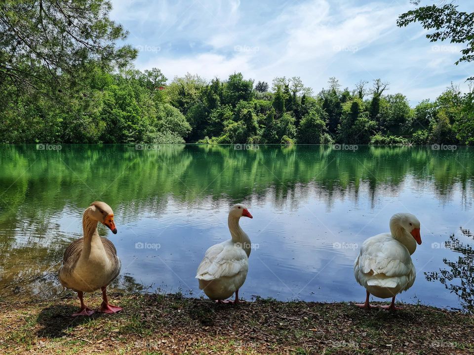 wild geese on the lake shore