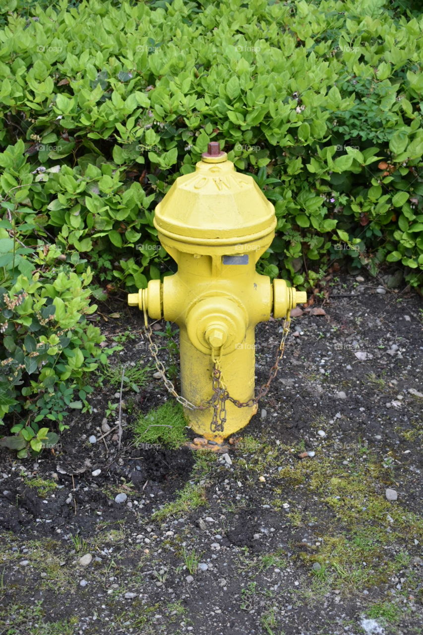 Fire hydrant in nature