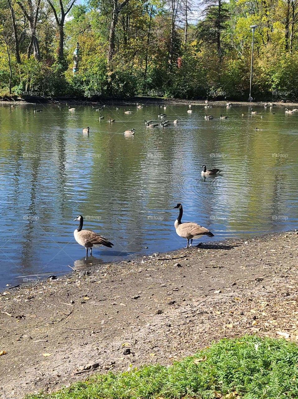 beautiful Canadian geese by the pond being a big happy geese family