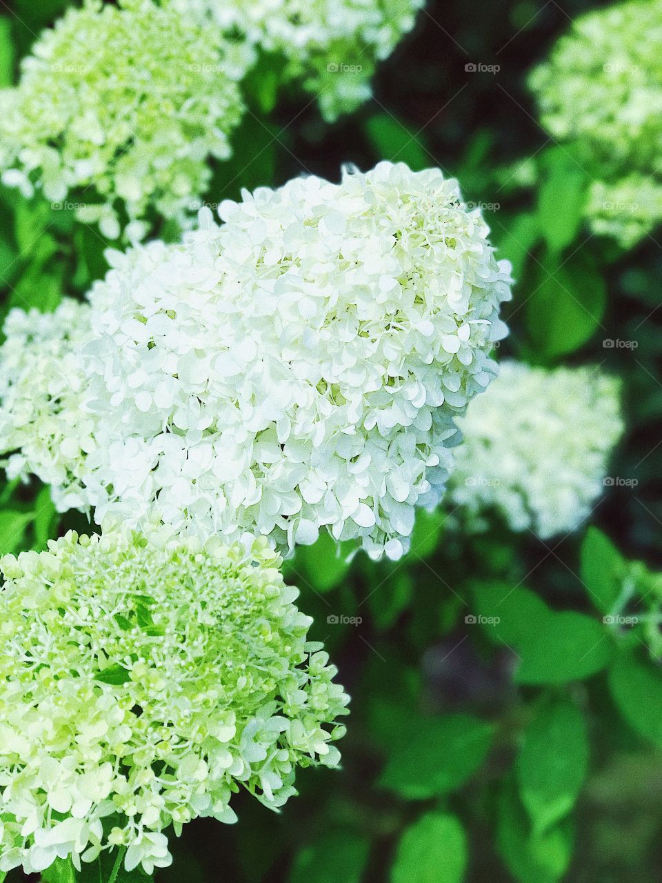 Hydrangea 