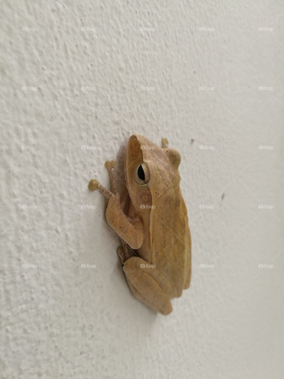 Green paddy frog climbing on the wall.
