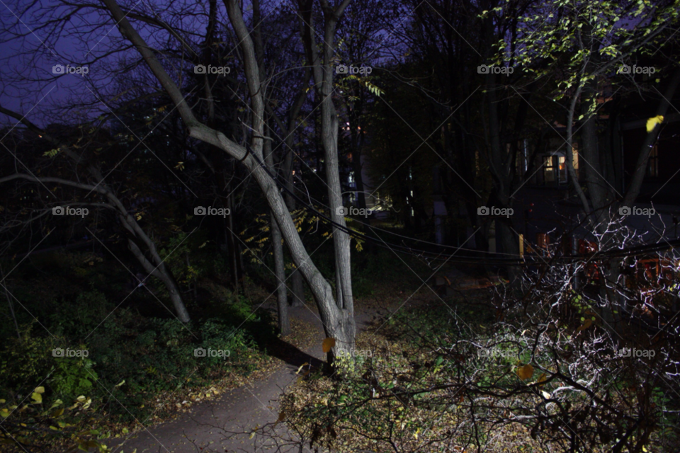 dark tree shadow house by juulli_ya