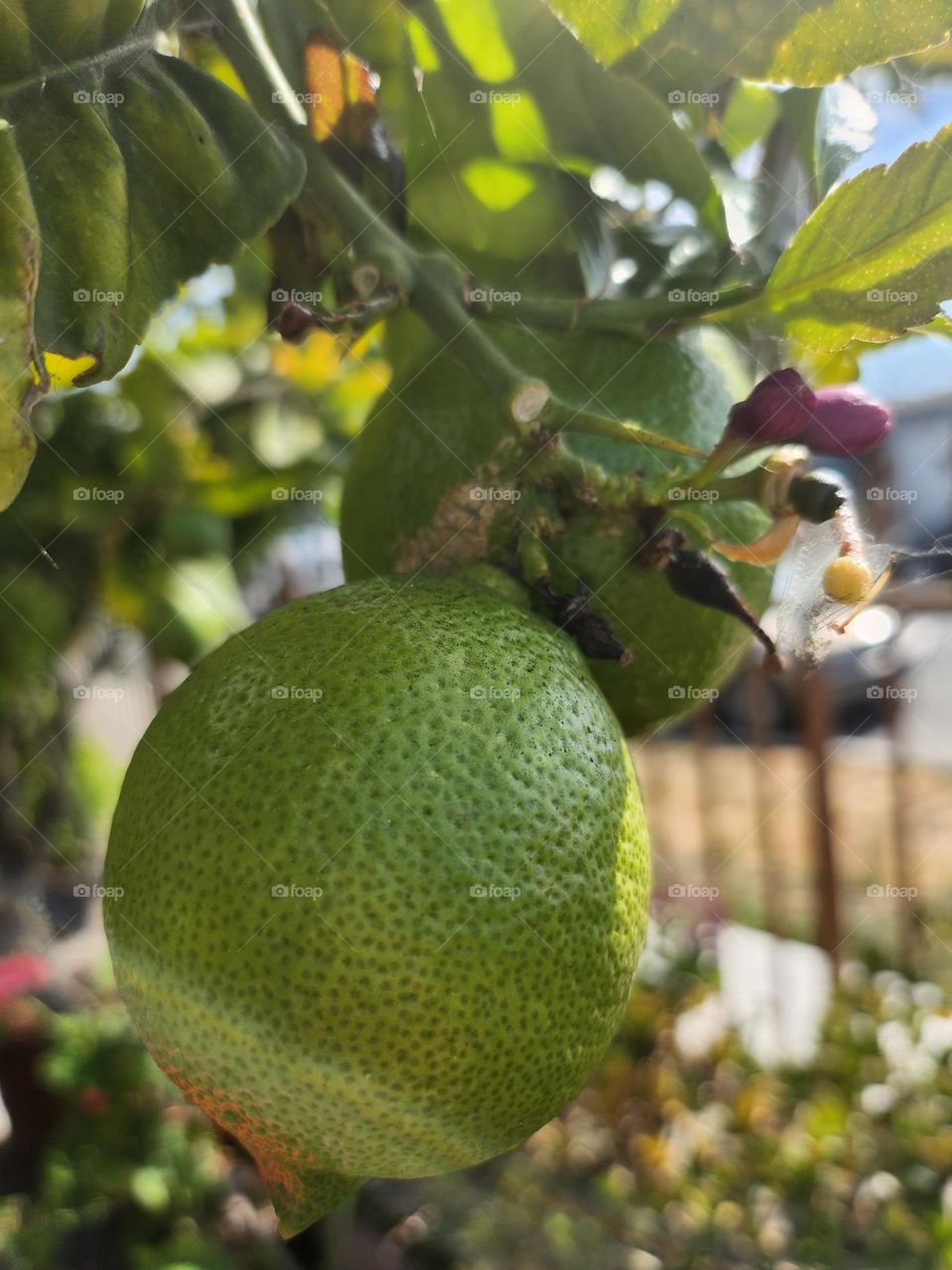 green limón 🍋