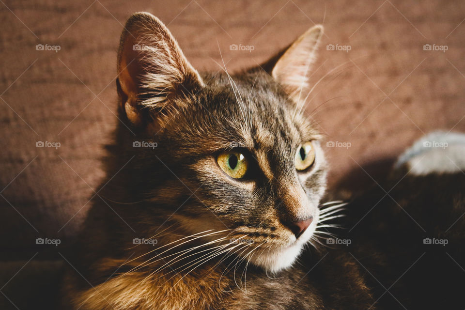 A portrait of a tabby cat