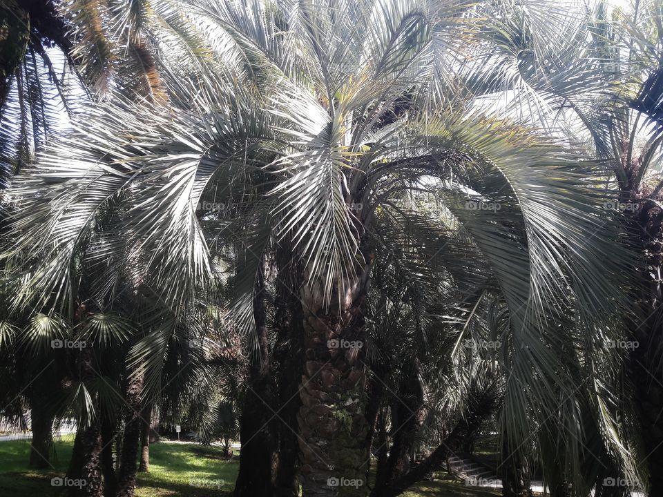 Palm, No Person, Tree, Tropical, Outdoors