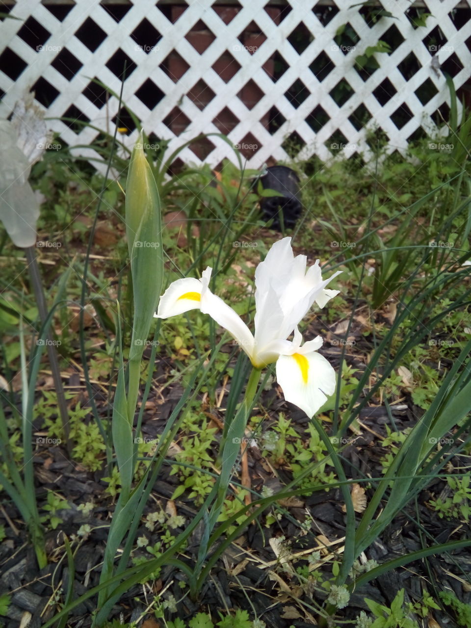 first bloom of the morning, have a happy Saturday everyone and a Blessed day. keep smiling!