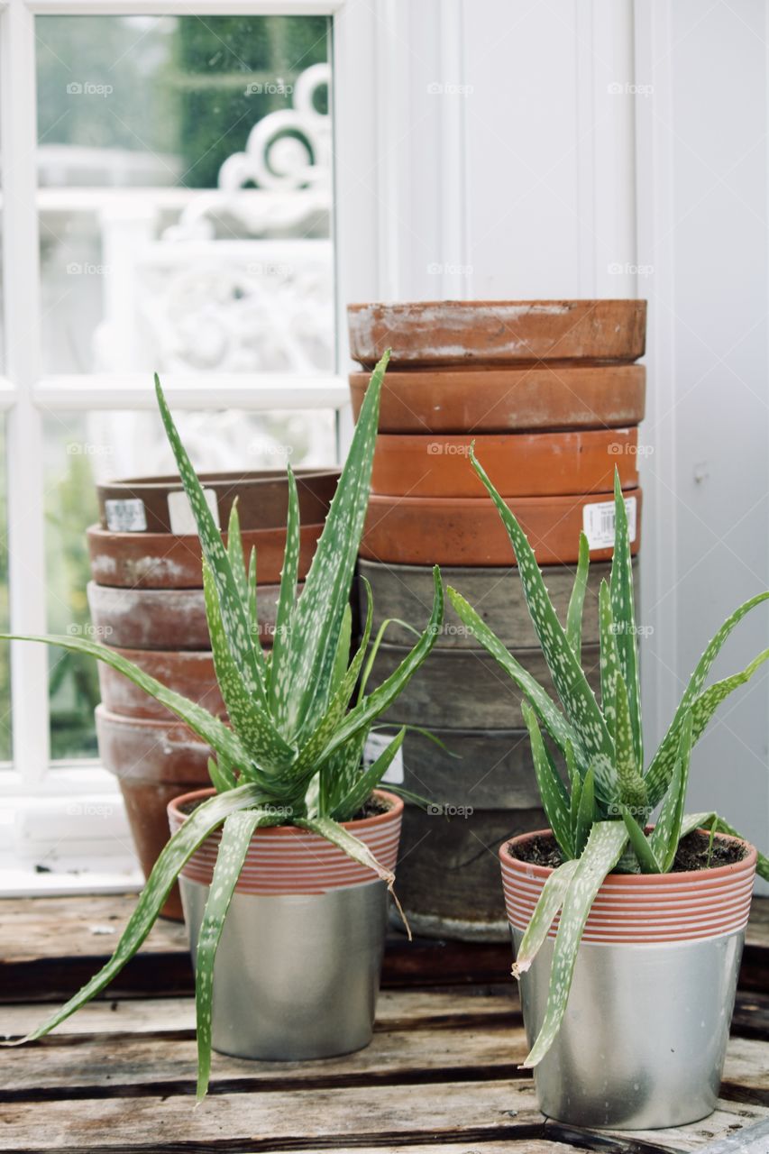 Aloe Vera plants in the greenhouse 