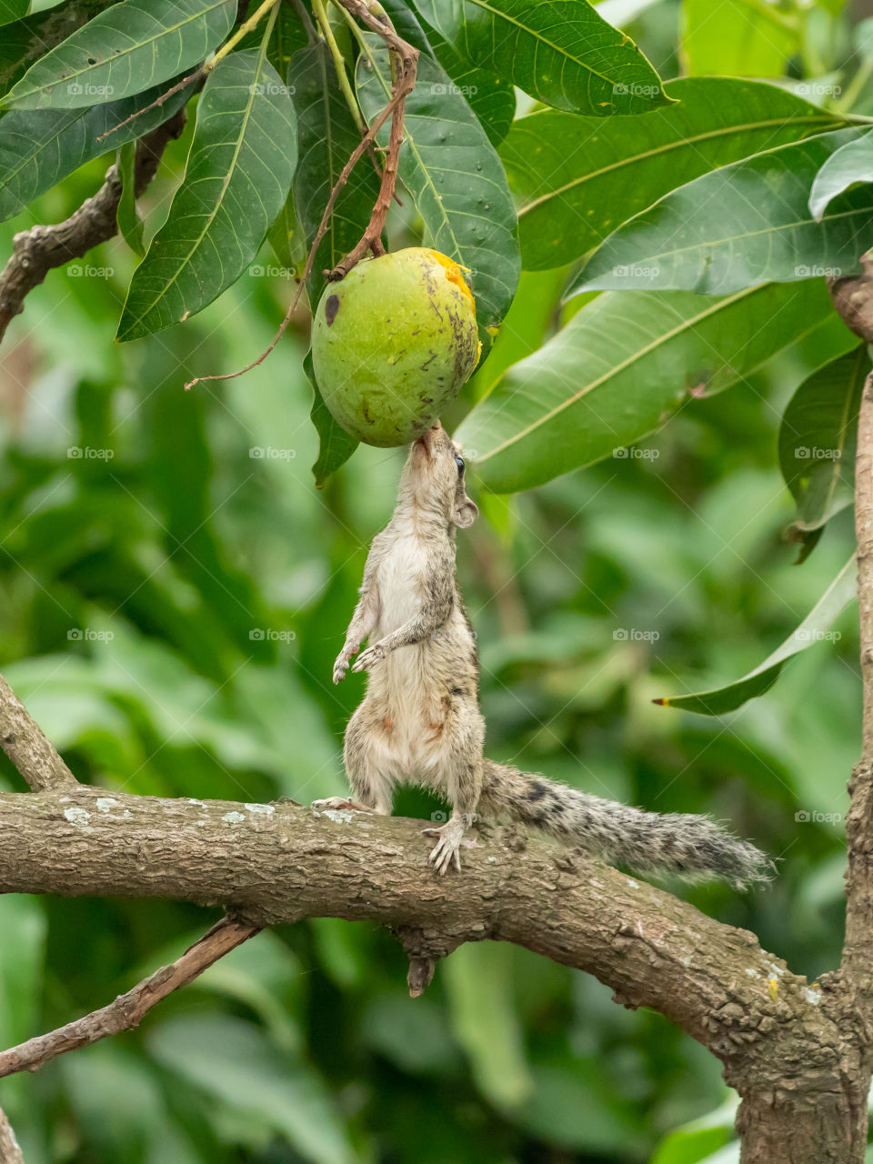 Stretching for Sweet Mango