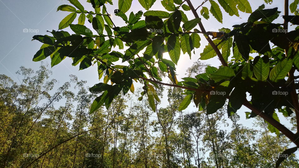 EUCALIPTOS INGAZEIRO