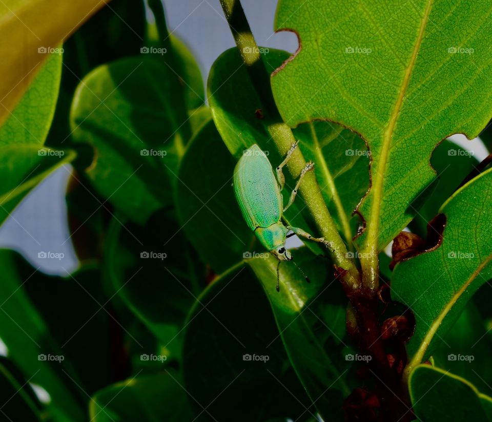 Green bug
