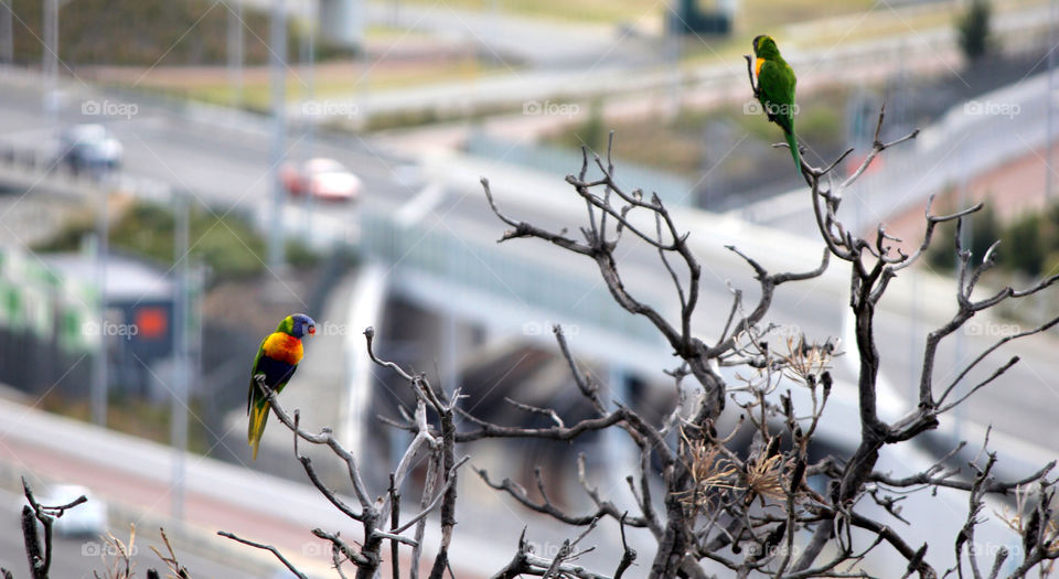 city tree wildlife parrot by cataana