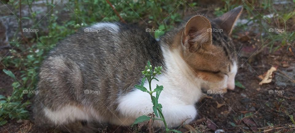 Kitten sleeping among the grass