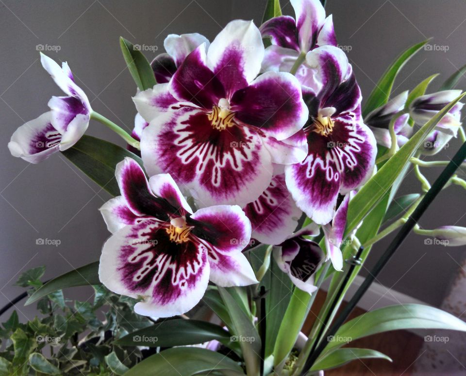 Stunning orchid. This beautiful orchid was given to a dear friend of mine.