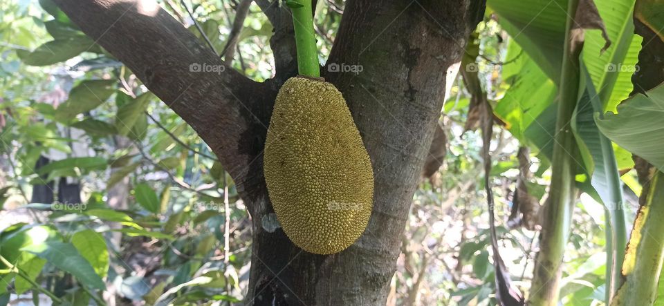Jackfruit