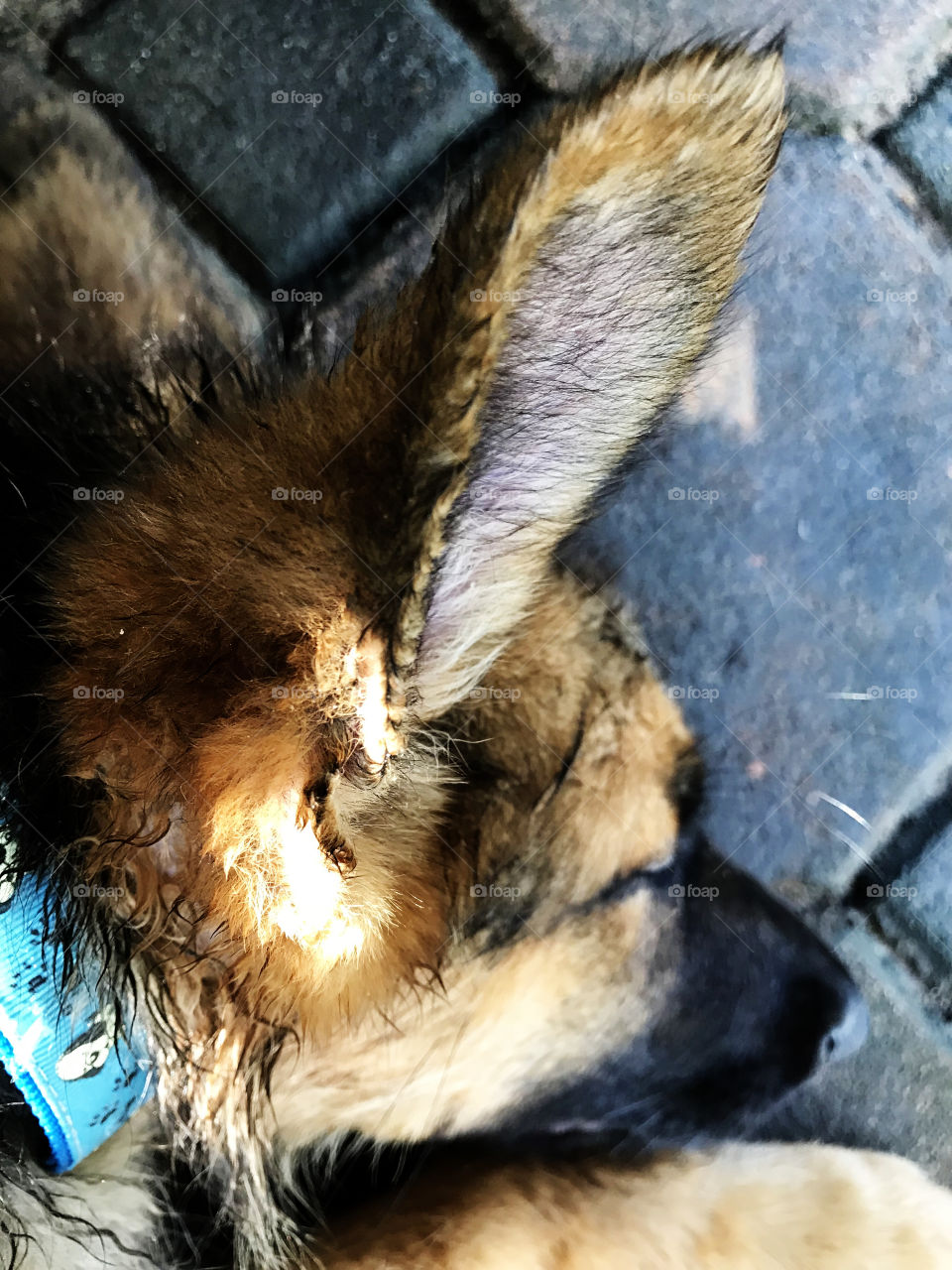 What the huge ears here ? Viola three months old was sleeping after survey the whole of new house ! Welcome to our family honey.