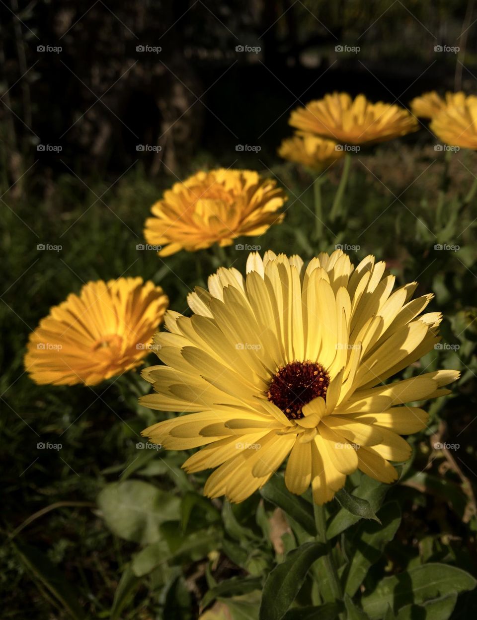 Yellow pot marigolds soak up the sunlight