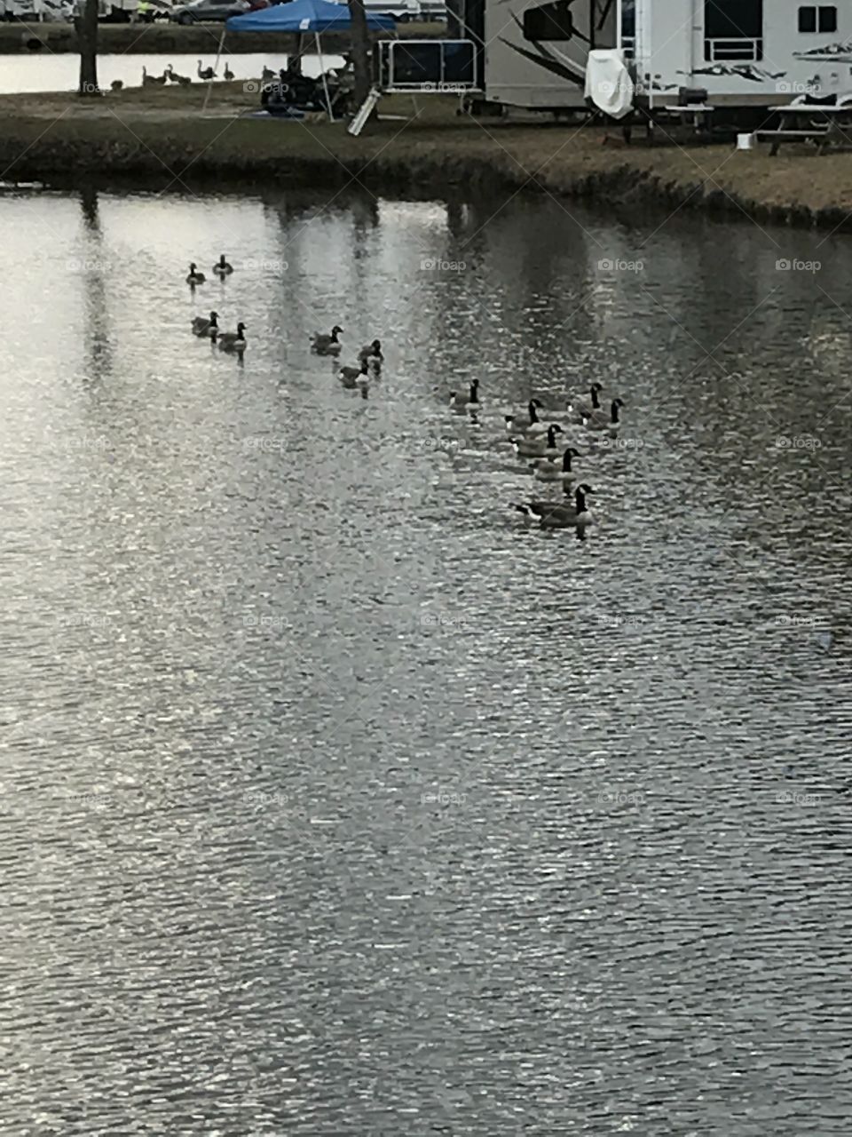 Goose Group