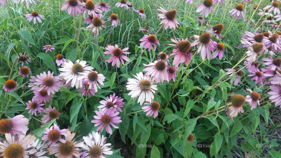 blanket of flowers