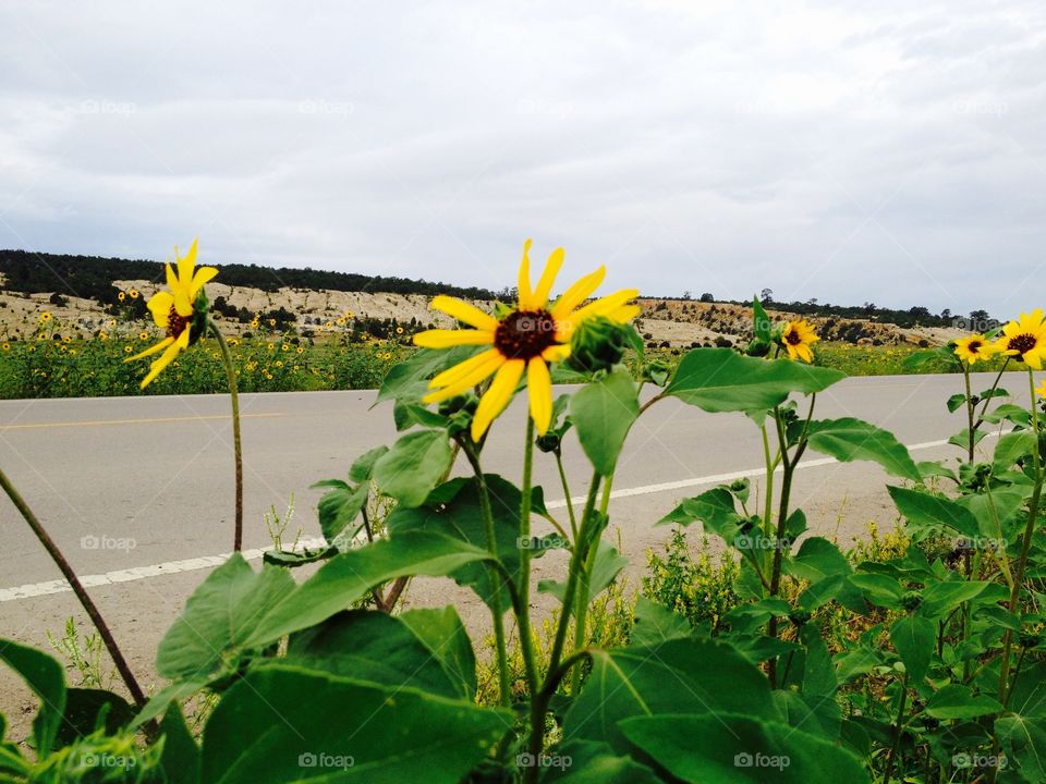 Sunflowers along the road. Pretty sunflowers on the road