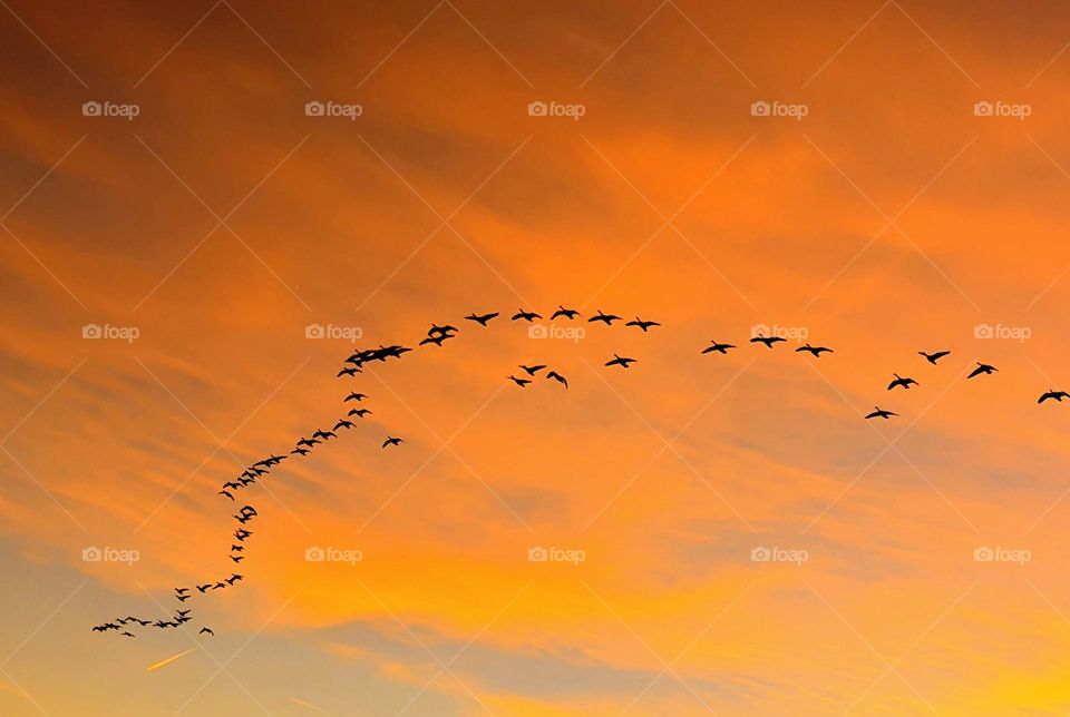Geese in the sunset