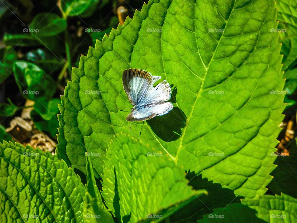 Blue butterfly on a green plant 