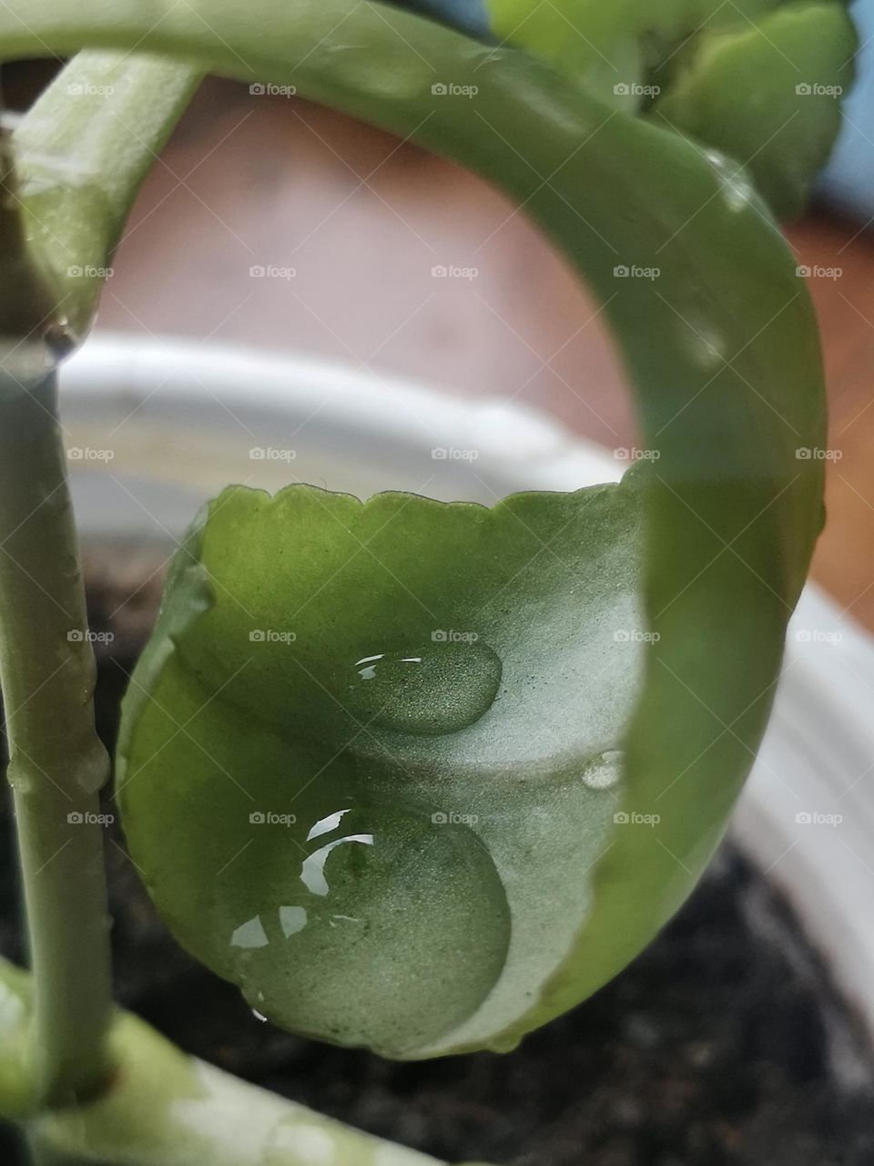 The pocket of water droplets on a succulent leaves