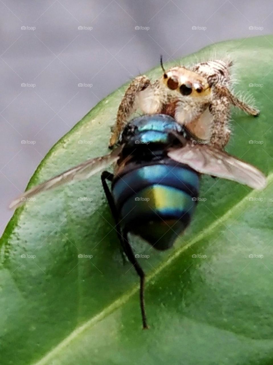 Spider caught the fly .