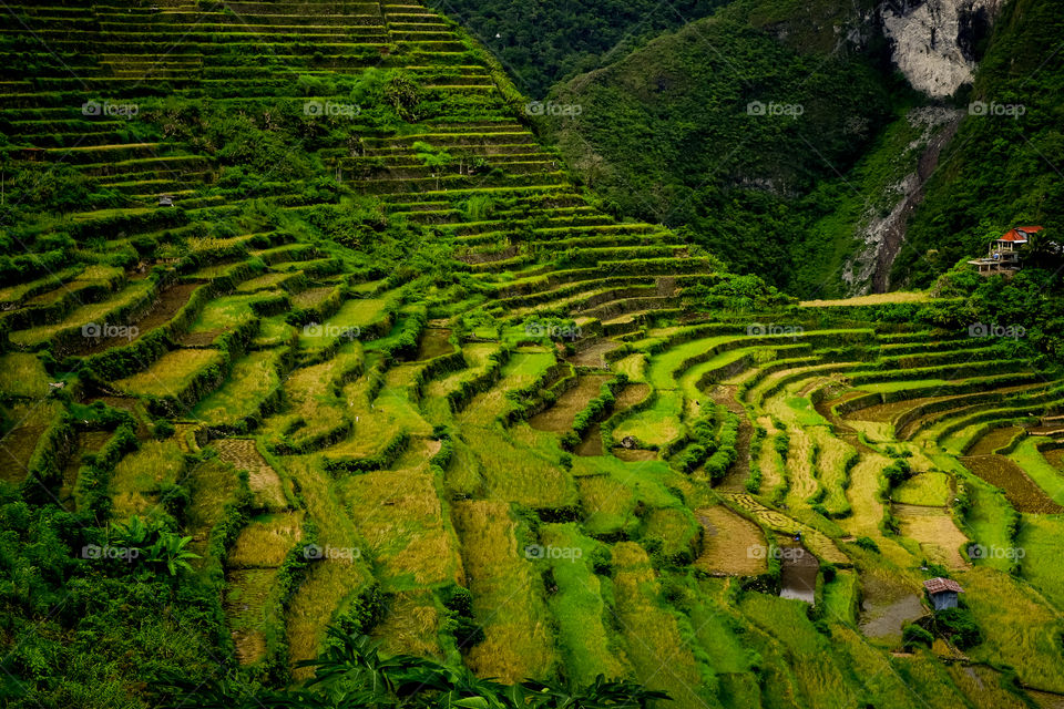 Rice terraces