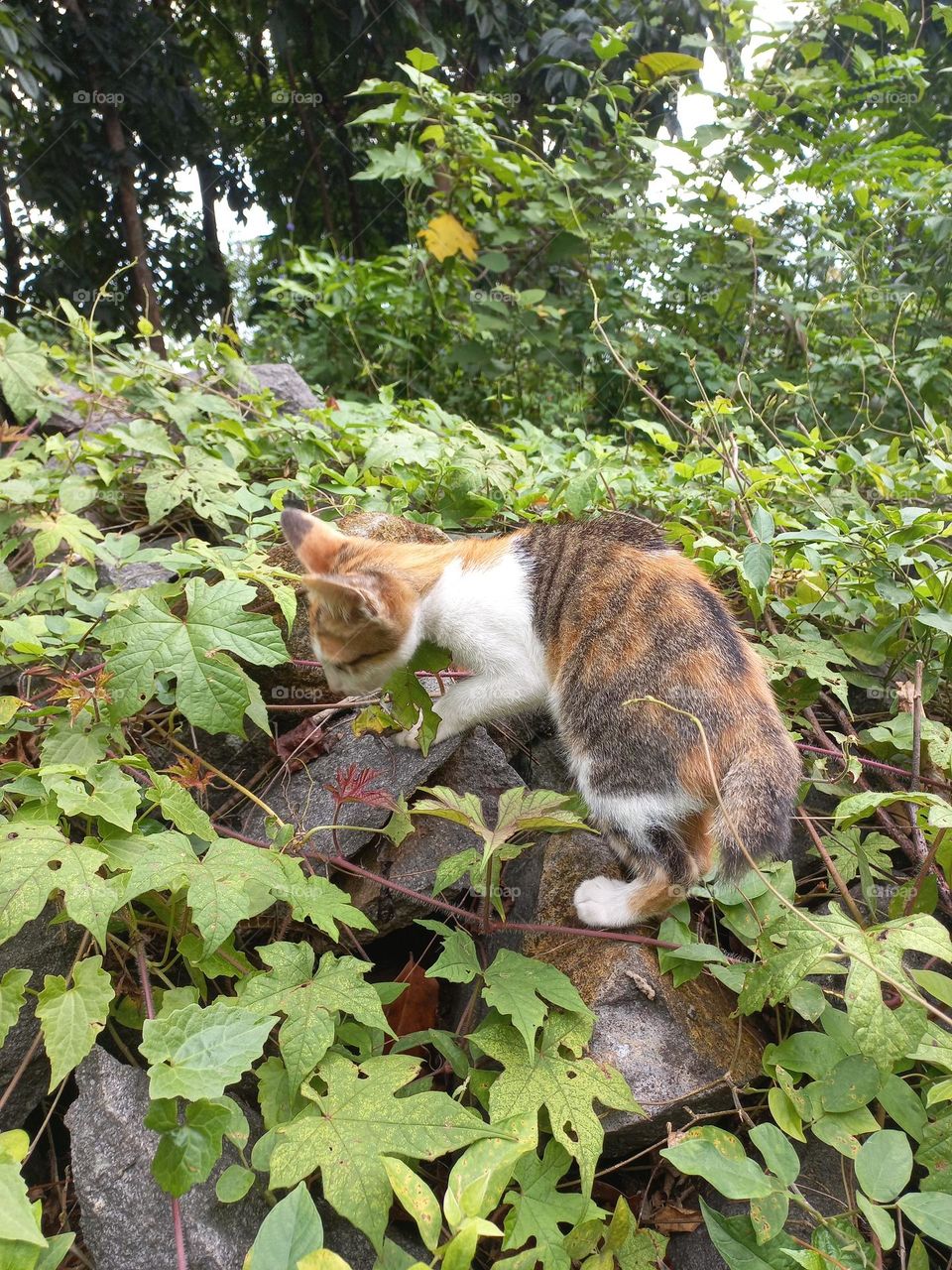 The cute kitten is in the grass garden