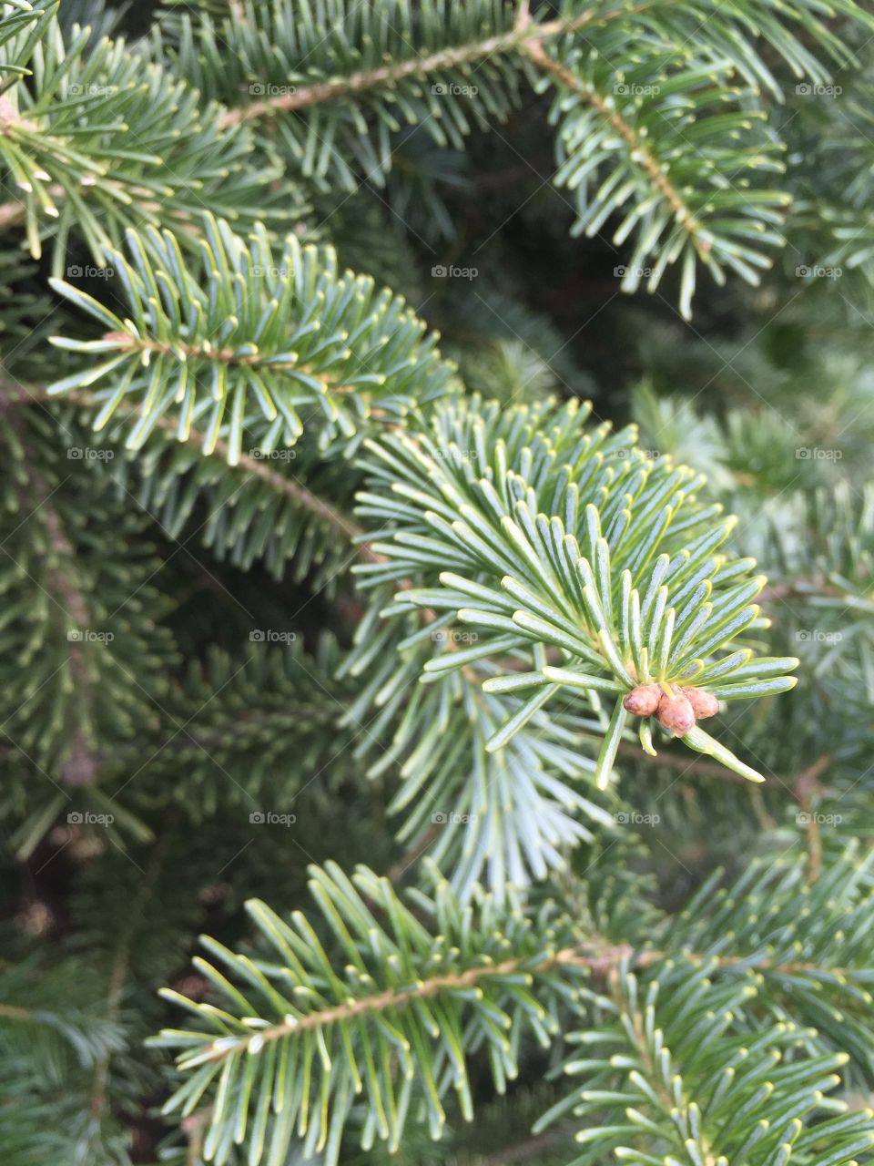 Pine tree branch. Closeup of needles
