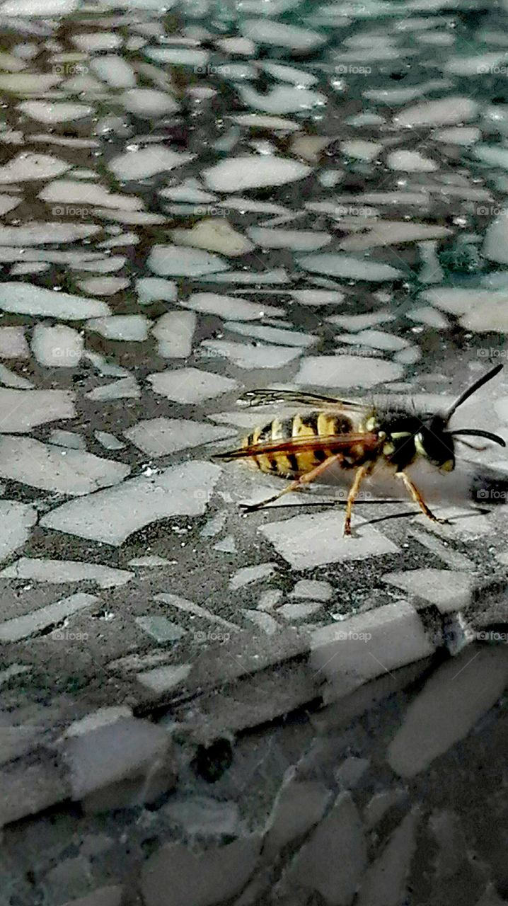 Wasp