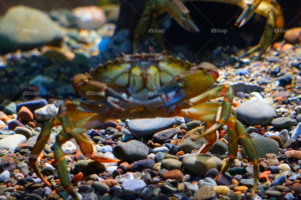 sea crab