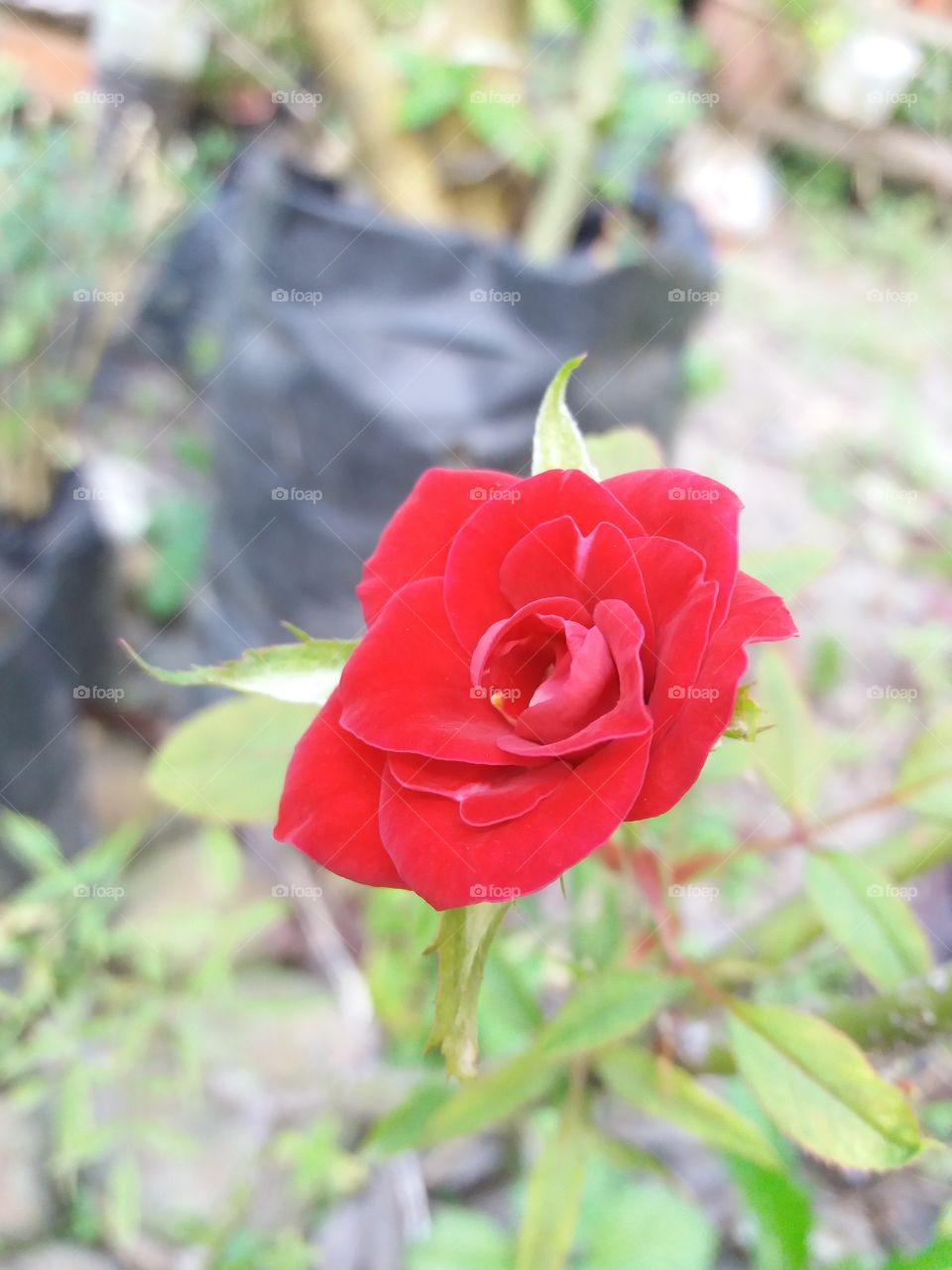 bunga ros
