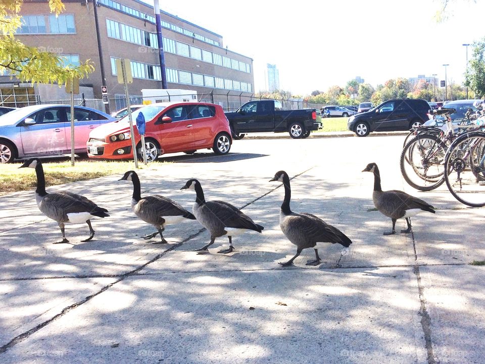 Canada geese strolling down the sidewalk 