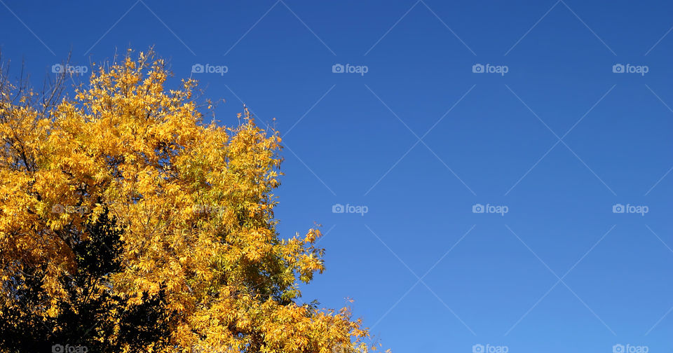 Yellow Autumn Tree
Yellow autumn tree with blue sky in the background.