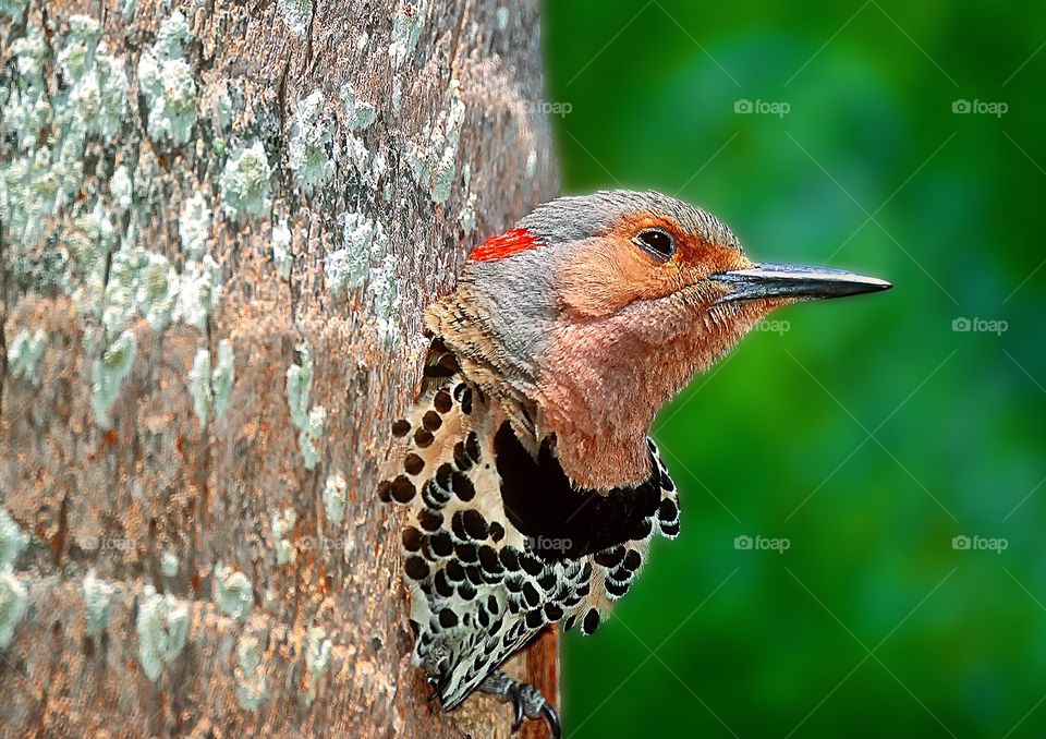 A sleepy looking Northern Flicker emerges from its tree trunk nest.
