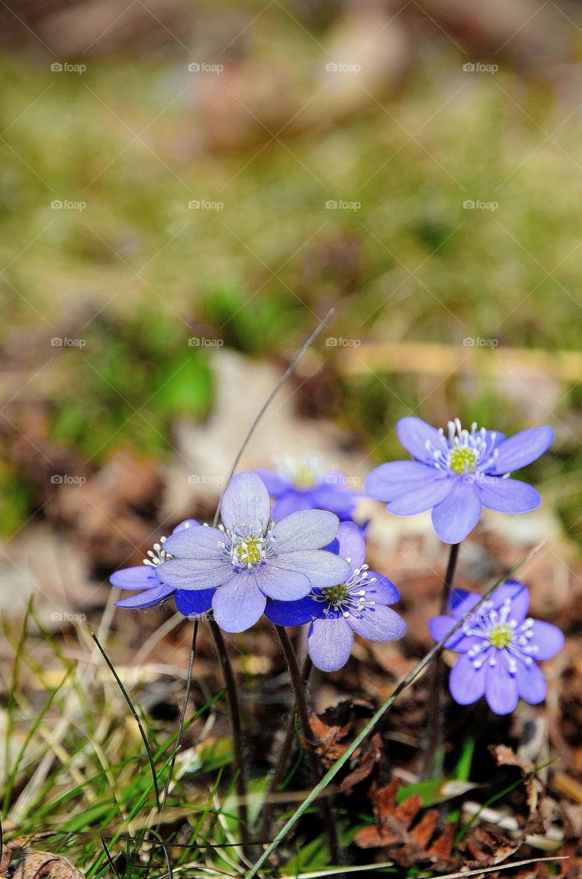 Hepatica