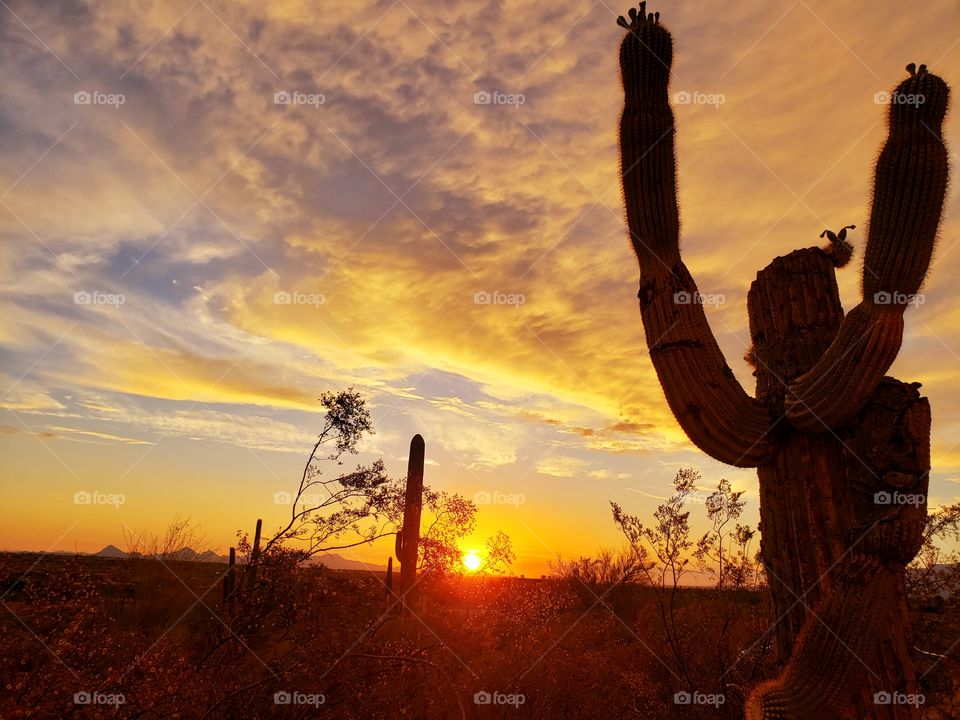 beautiful desert sunset