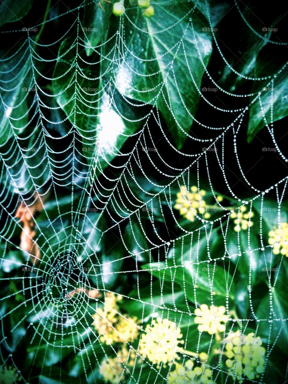 Spider web with morning dew