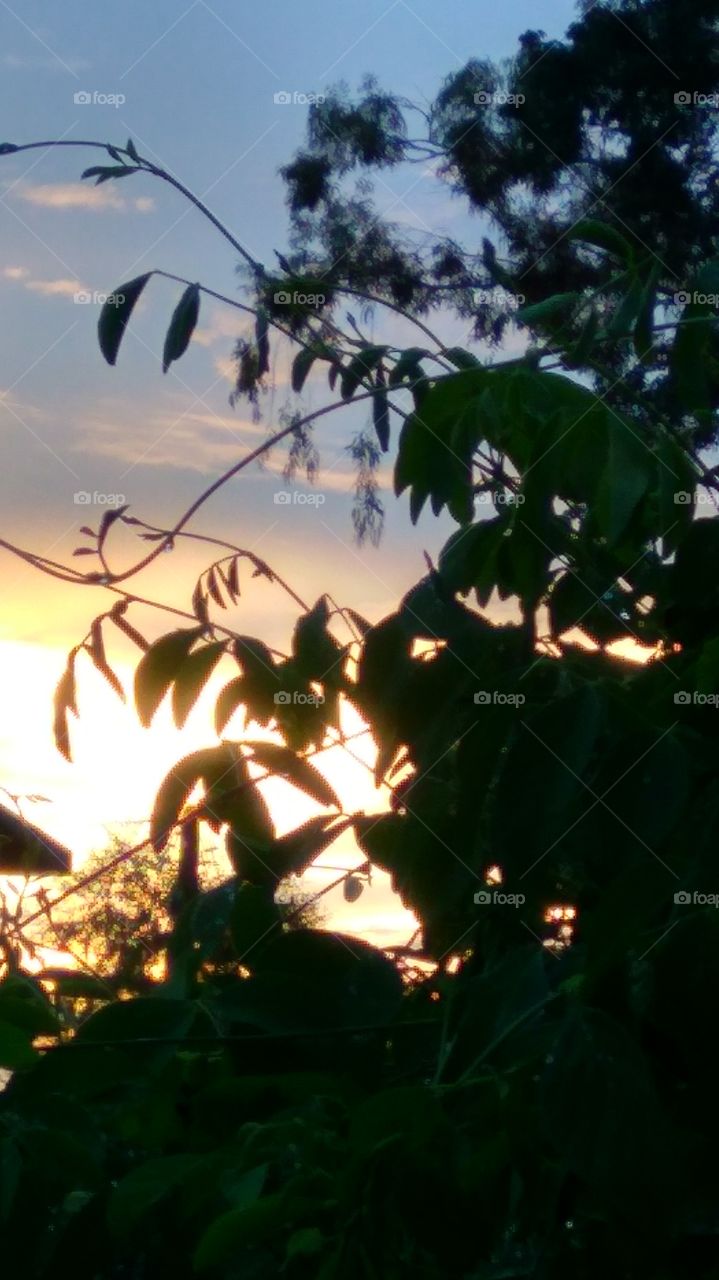 Sunrays making its way through leaves...