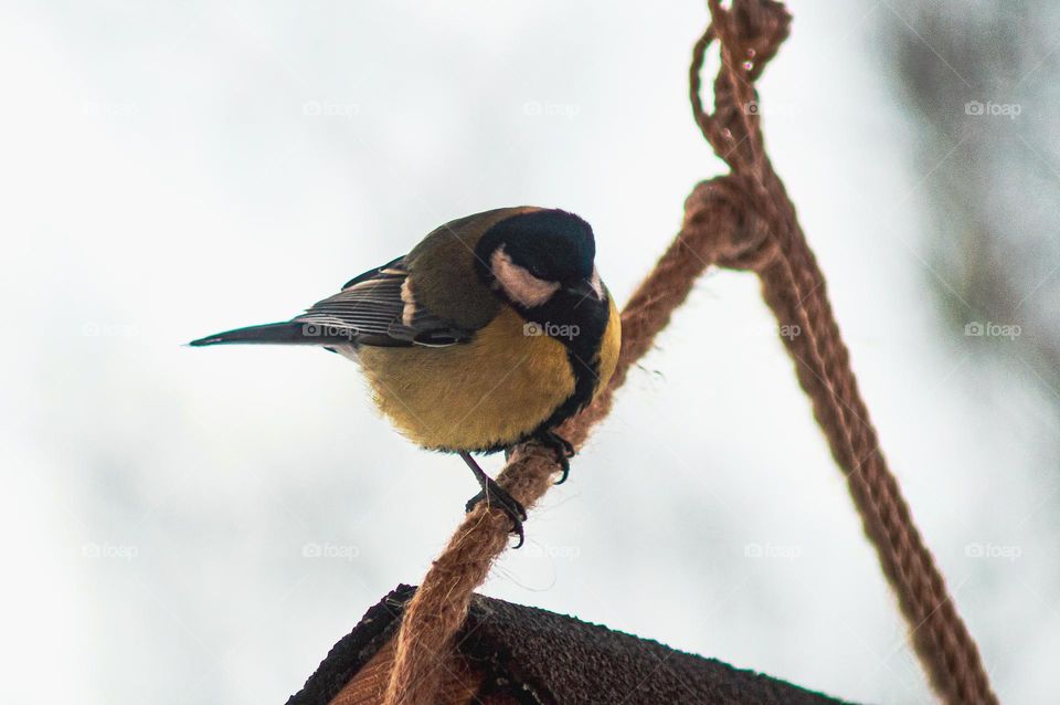 Tit next to feeder