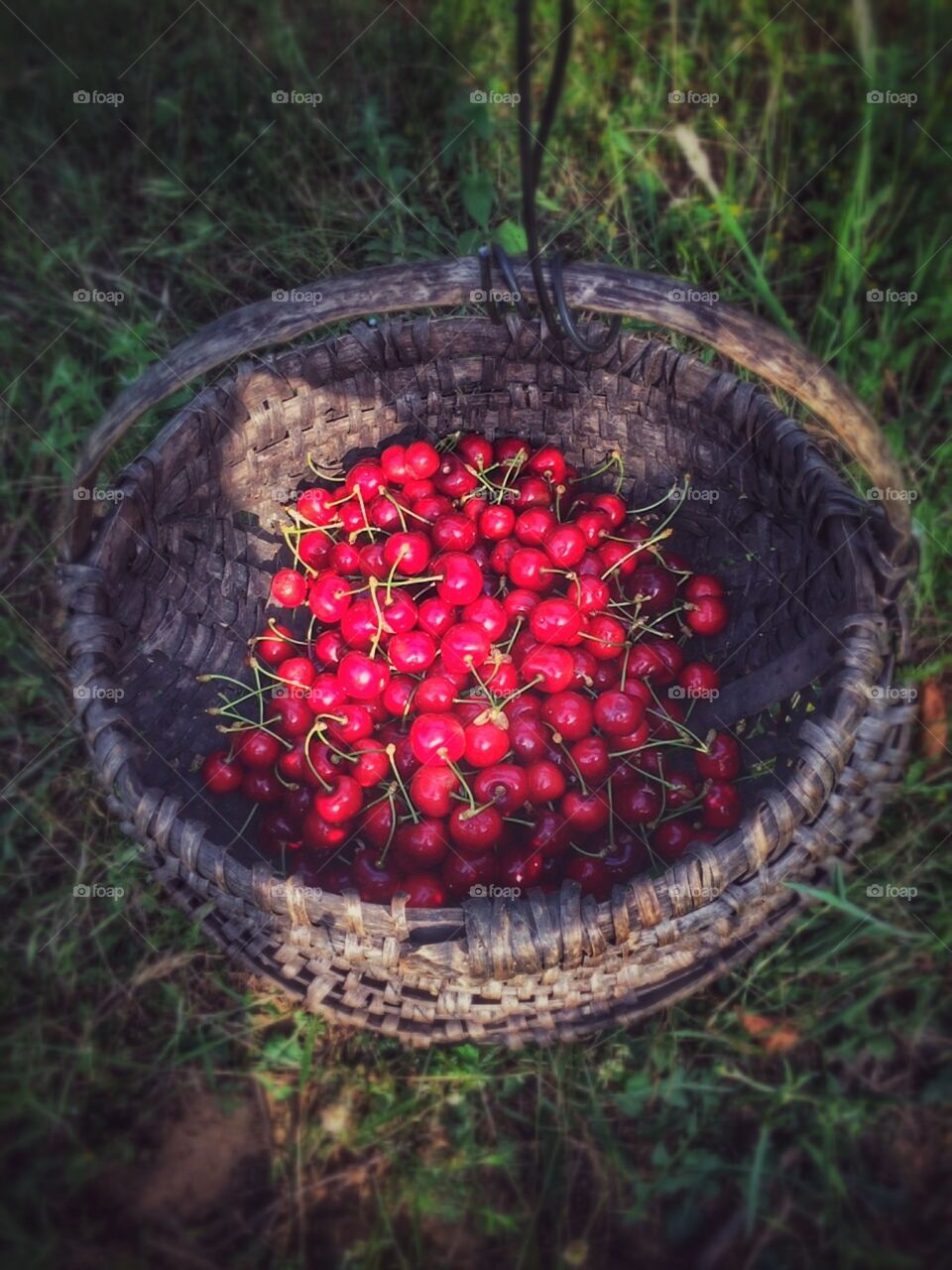 Sweet Cherries. A warm photo taken during a summer day