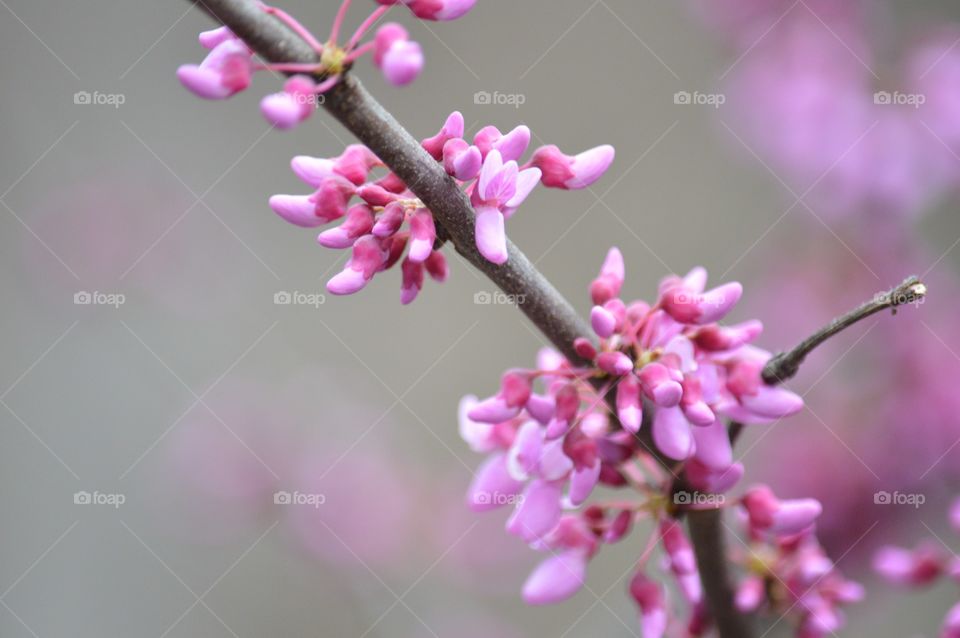 Pink flowering tree buds. 